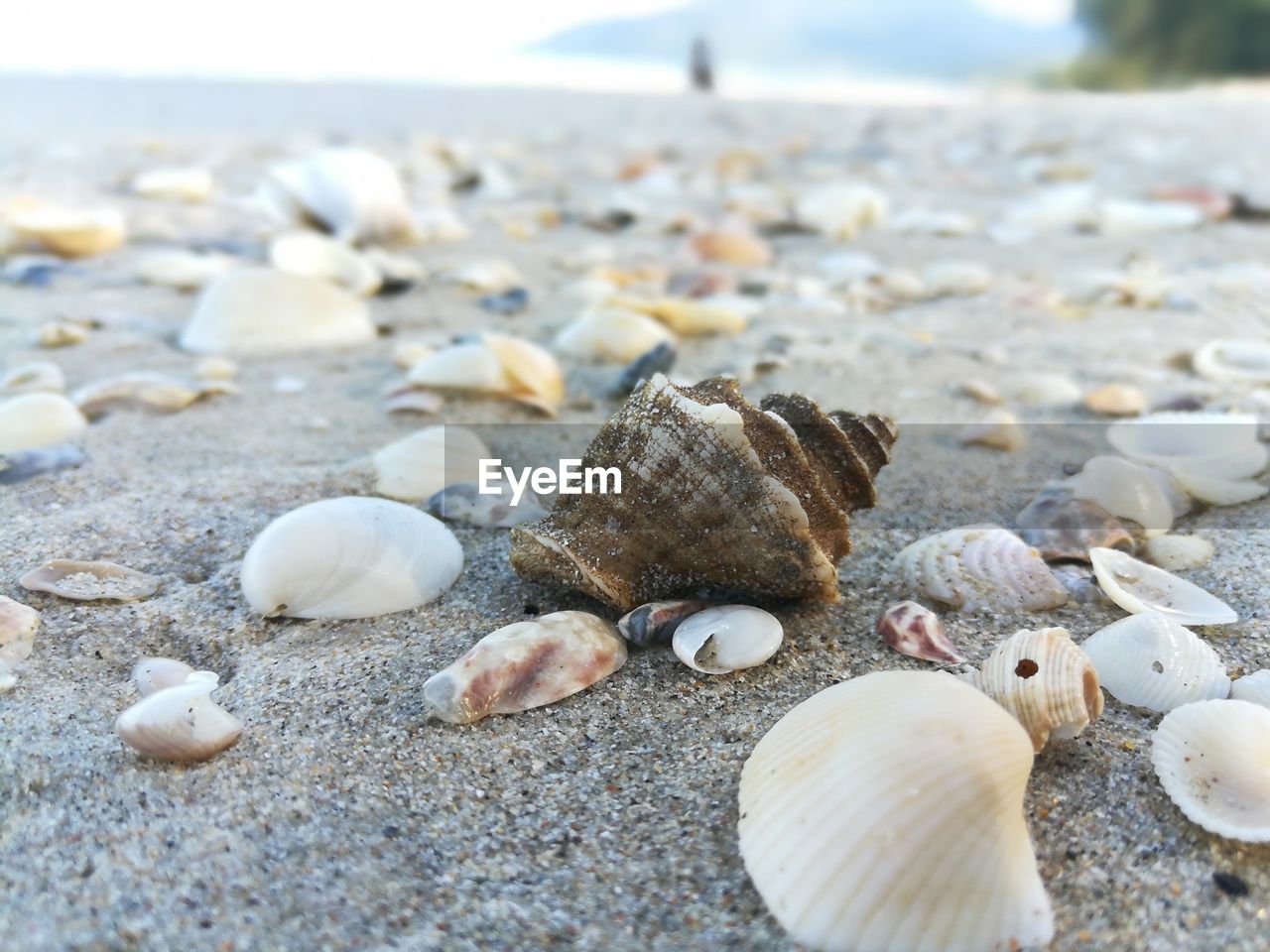 CLOSE-UP OF SHELLS ON SAND