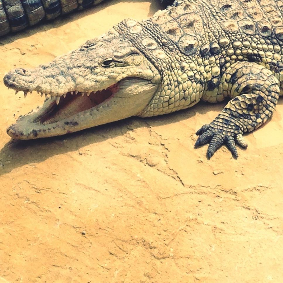 High angle view of crocodile on rock in zoo