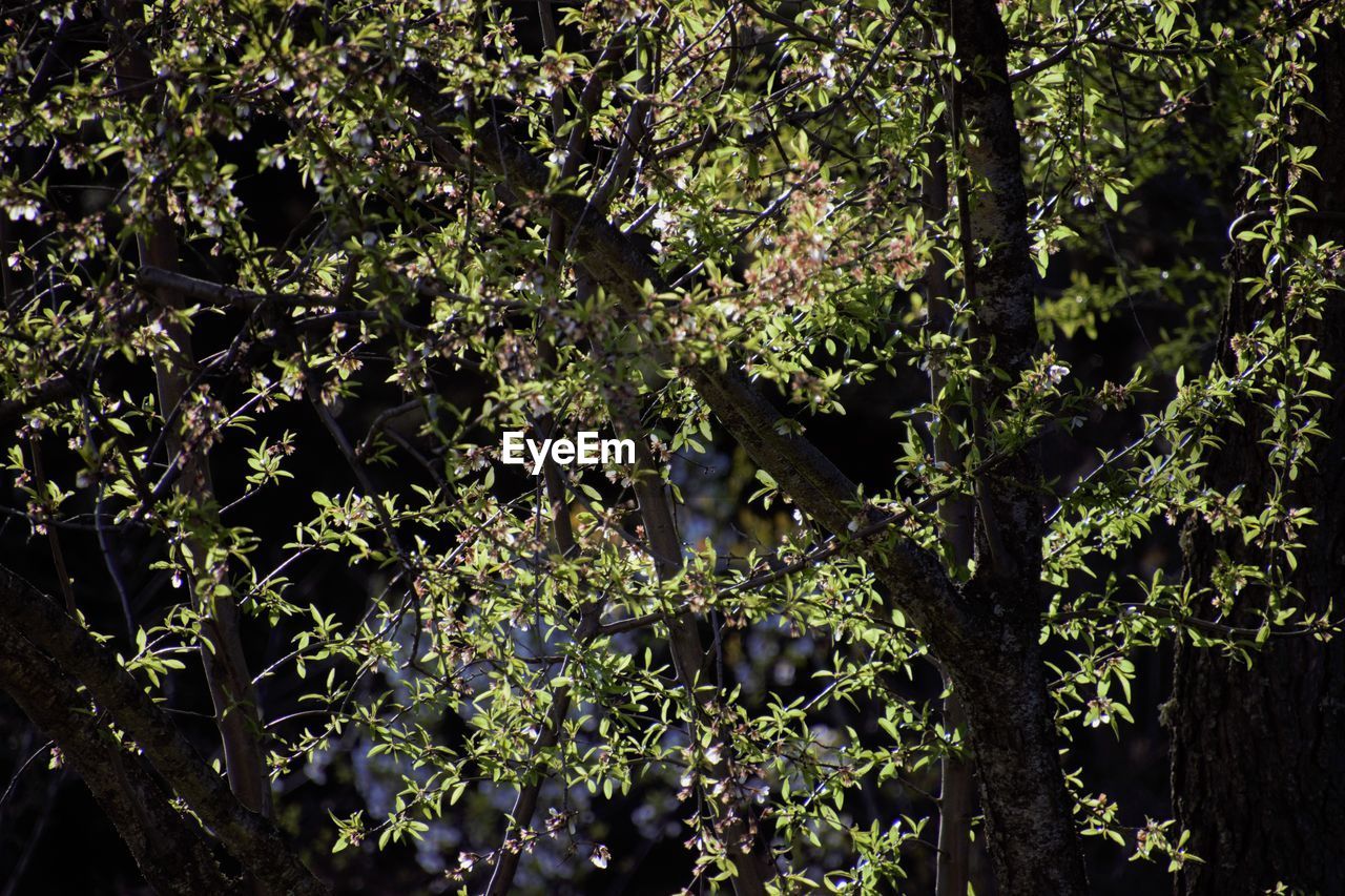 BIRDS PERCHING ON TREE