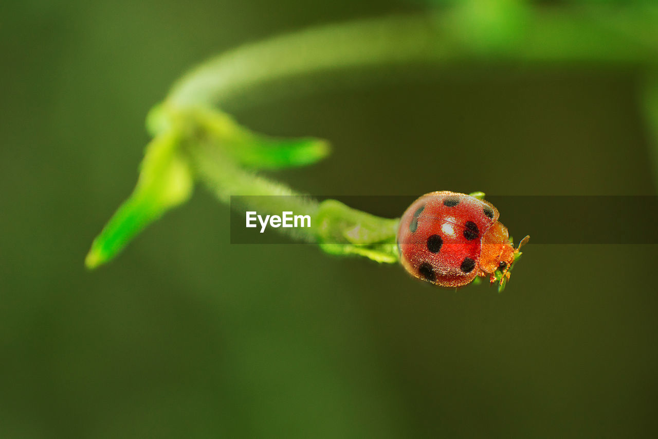 animal themes, animal, ladybug, animal wildlife, one animal, insect, green, wildlife, beetle, close-up, nature, macro photography, plant, no people, focus on foreground, flower, spotted, red, beauty in nature, yellow, outdoors, day, macro, leaf, lap dog