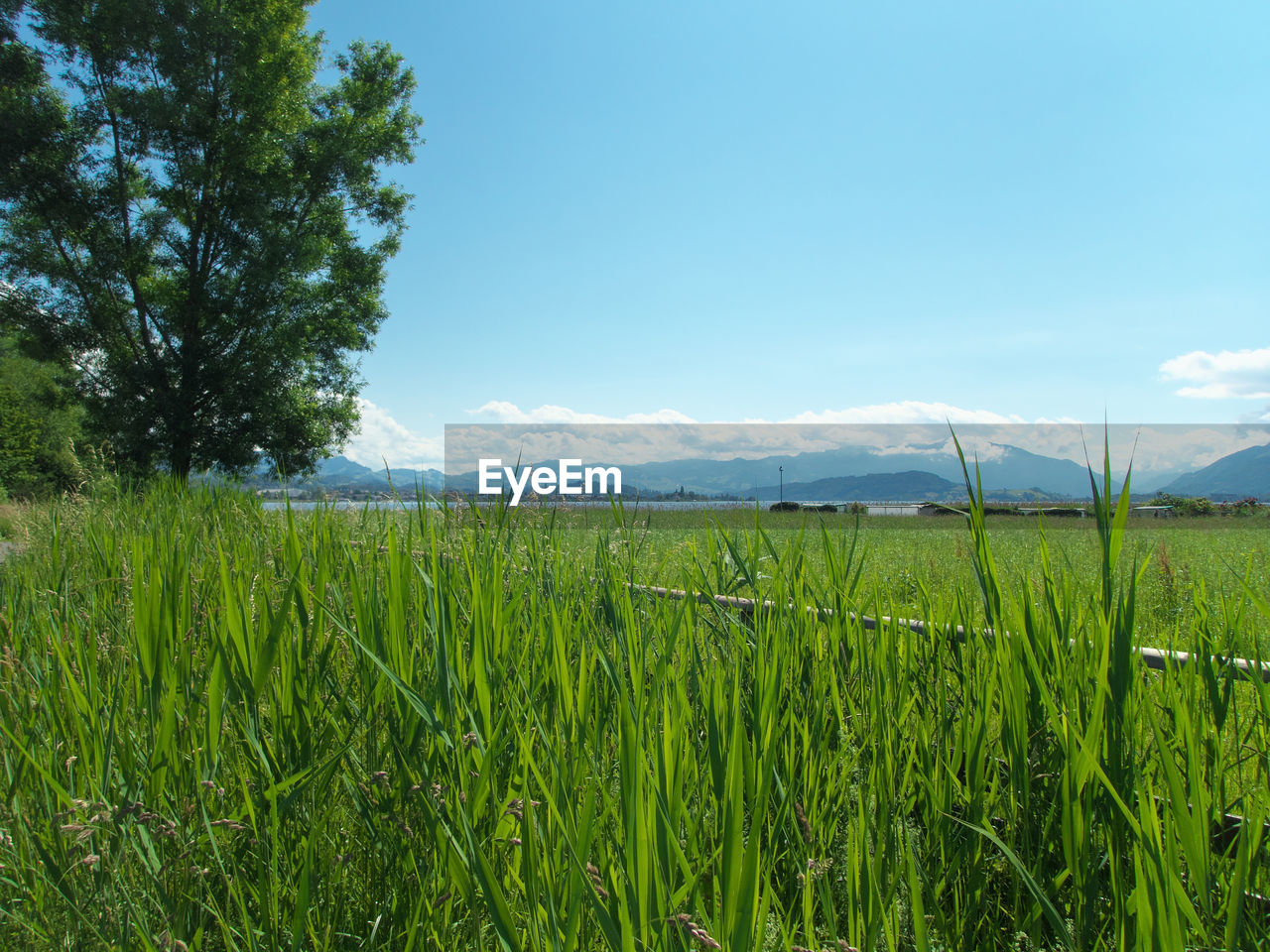 CROPS GROWING ON FIELD