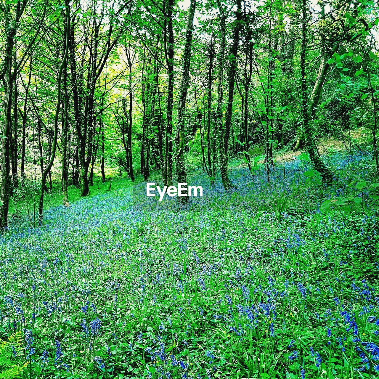 Trees in forest