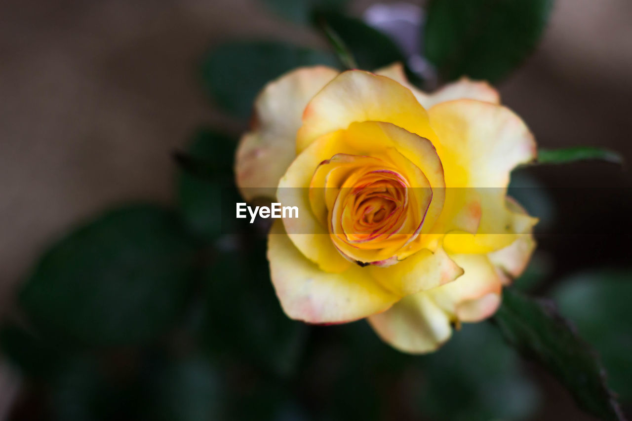 CLOSE-UP OF ROSE FLOWER