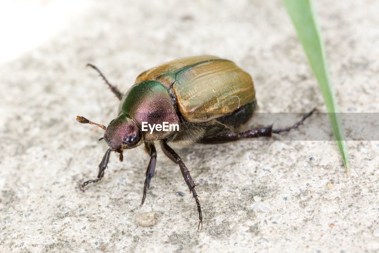 CLOSE-UP OF AN INSECT