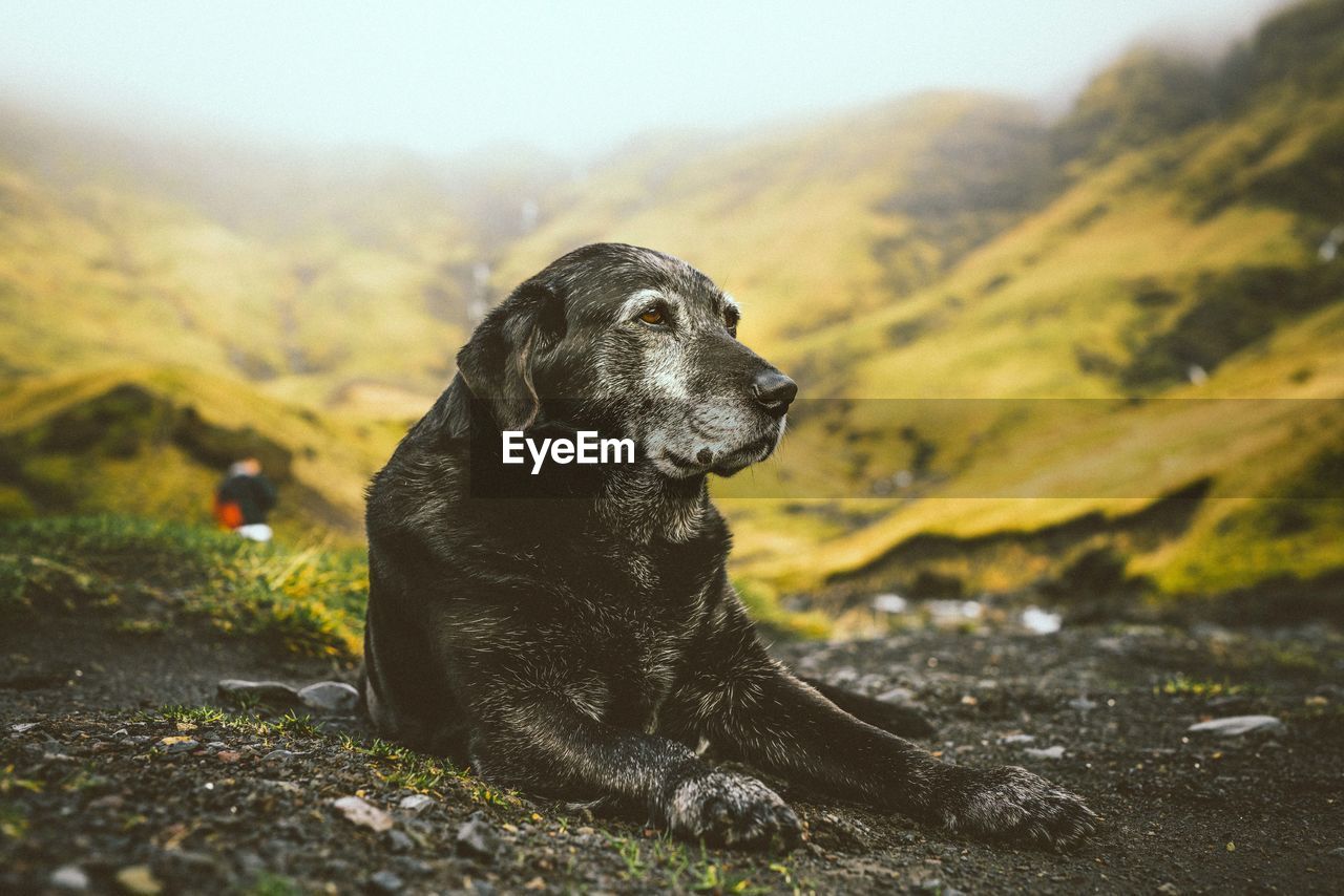 Close-up of dog relaxing outdoors