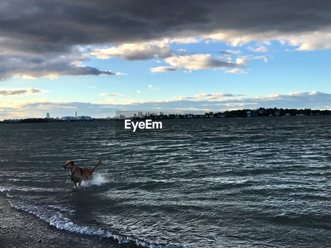 DOG ON SHORE AGAINST SKY