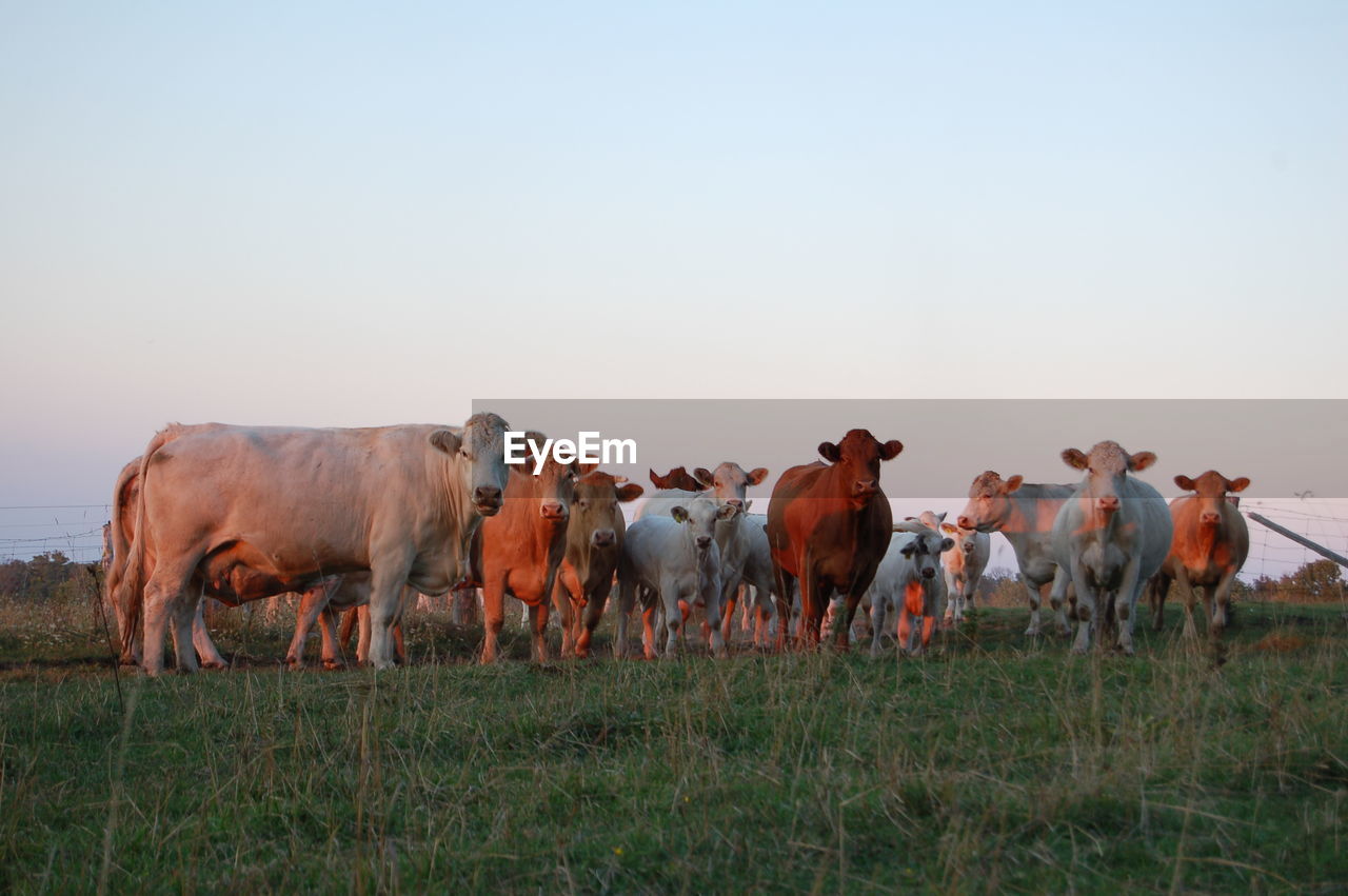 Cows standing on grassy field against clear sky during sunset