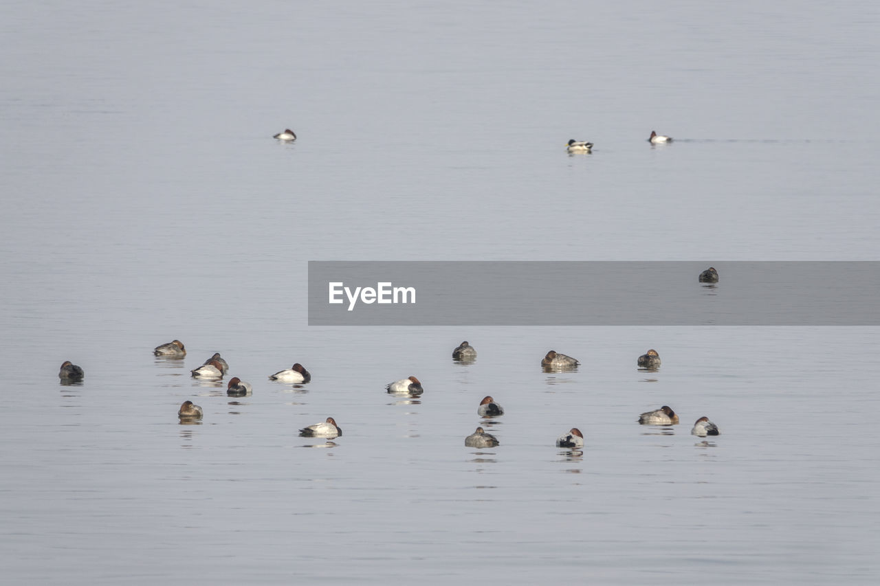 Flock of birds swimming on sea