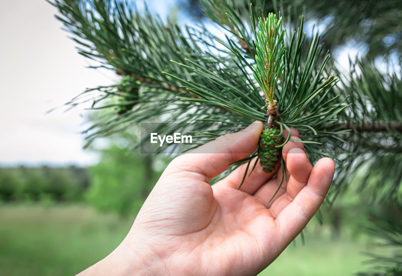 cropped hand of person holding plant