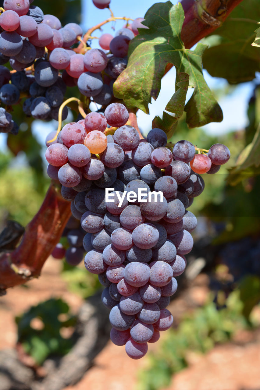 Close-up of grapes growing in vineyard