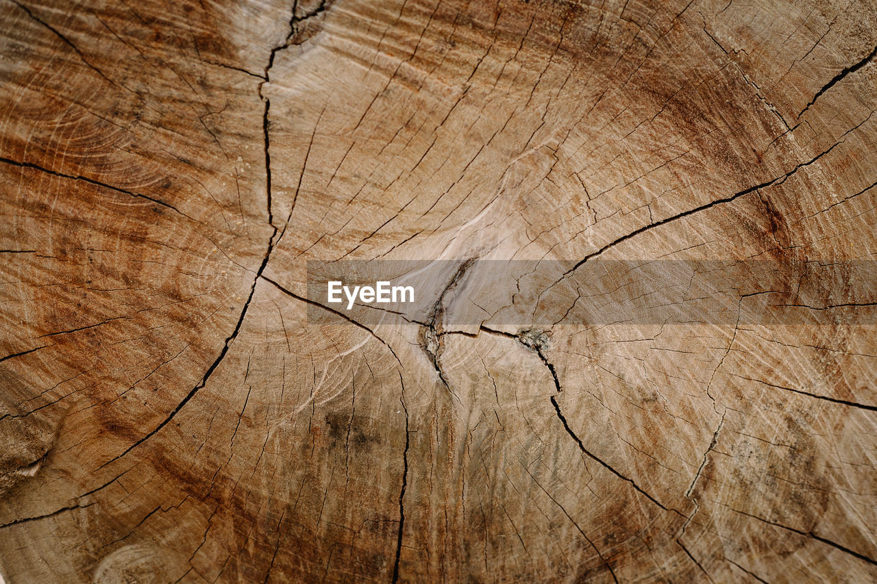 Full frame shot of tree stump