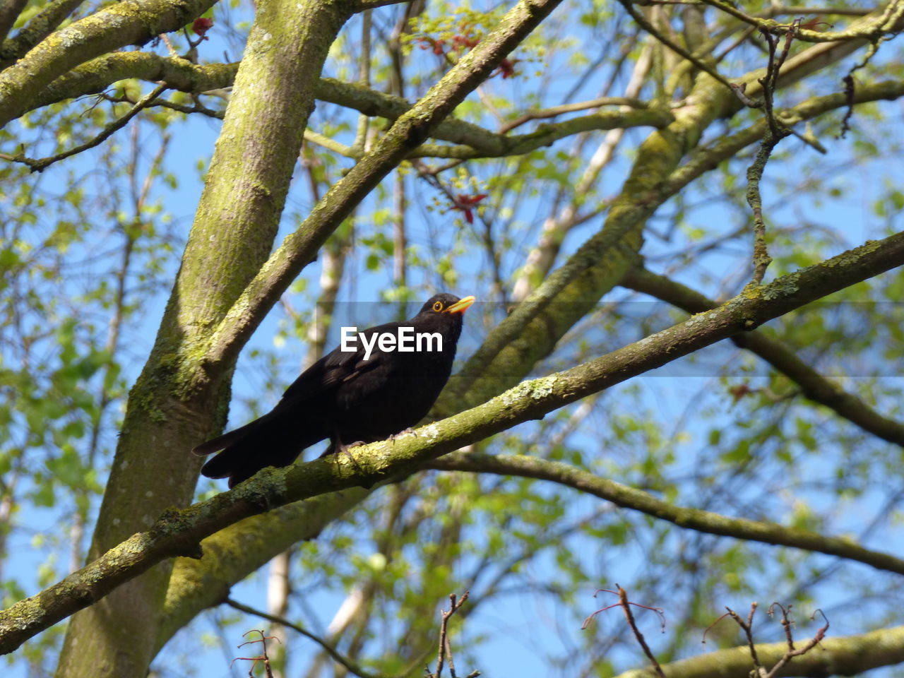 LOW ANGLE VIEW OF BIRD PERCHING ON BRANCH