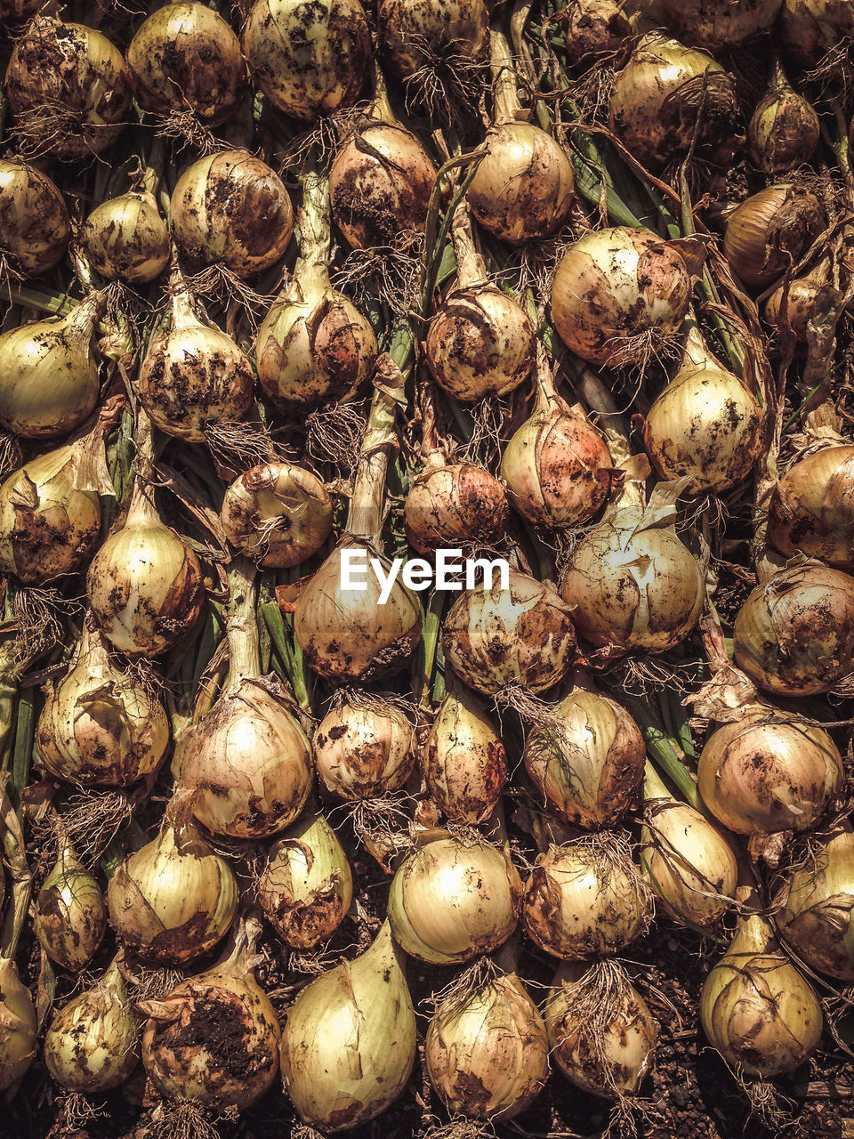 Drying white onions laid out in rows