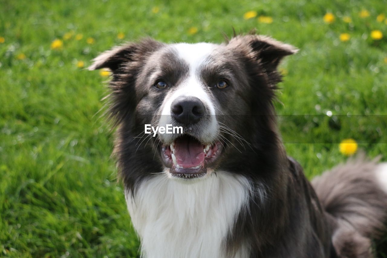 Close-up portrait of dog