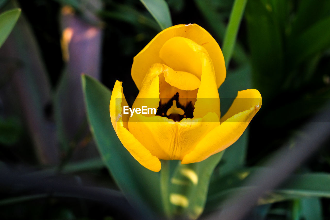 CLOSE-UP OF YELLOW CROCUS BLOOMING IN PLANT