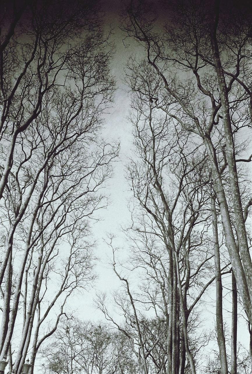 LOW ANGLE VIEW OF BARE TREES AGAINST SKY