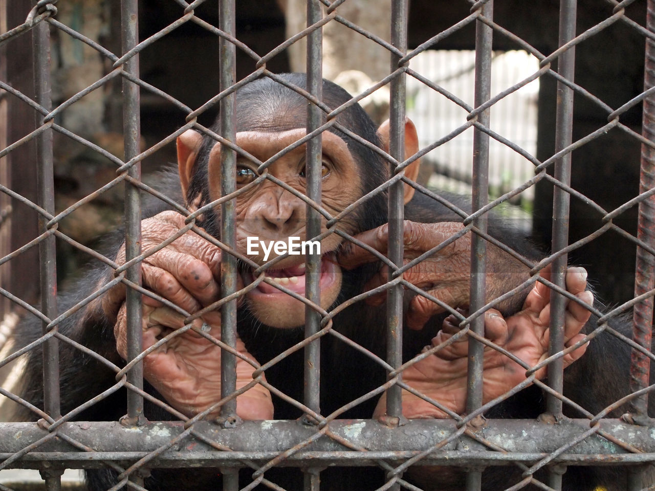 CLOSE-UP OF MONKEY IN CAGE SEEN THROUGH CHAINLINK FENCE