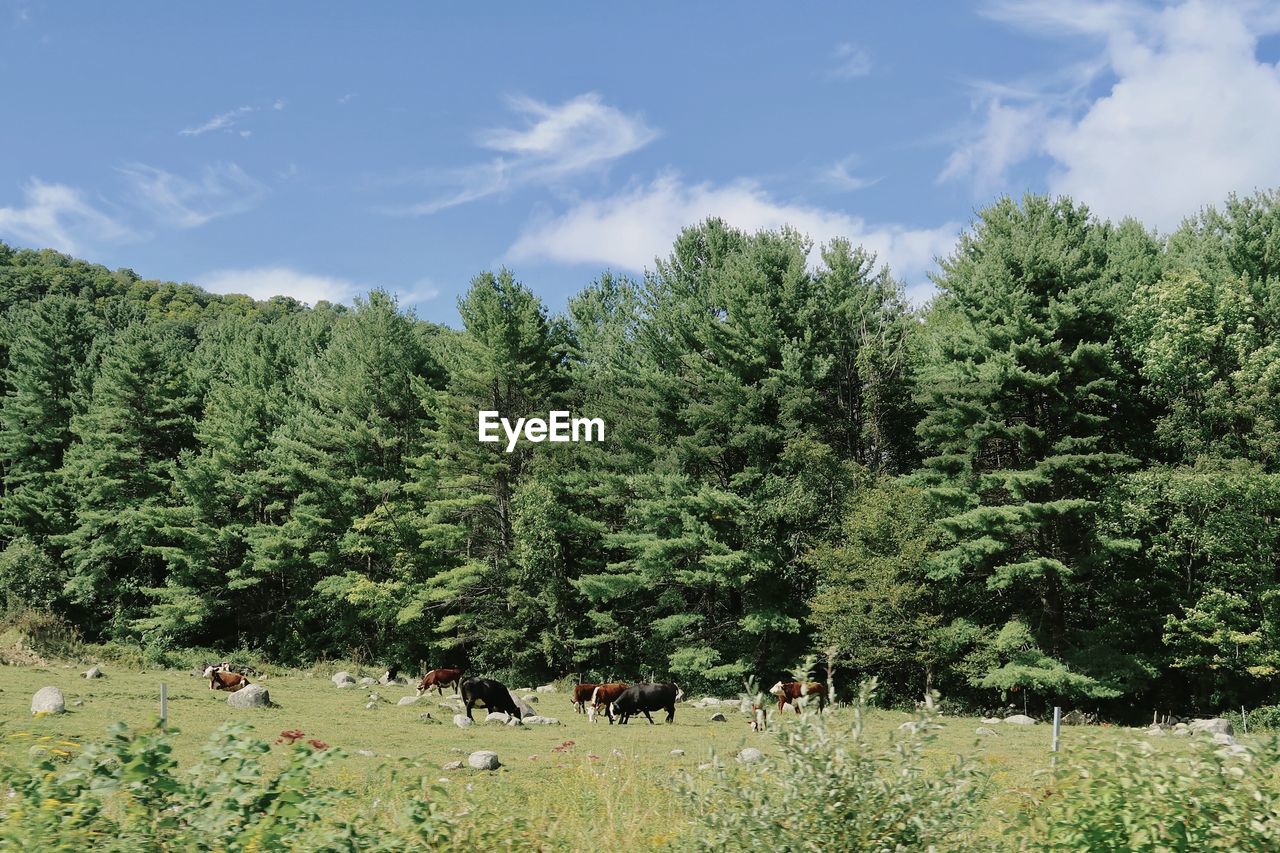 SCENIC VIEW OF TREES AGAINST SKY