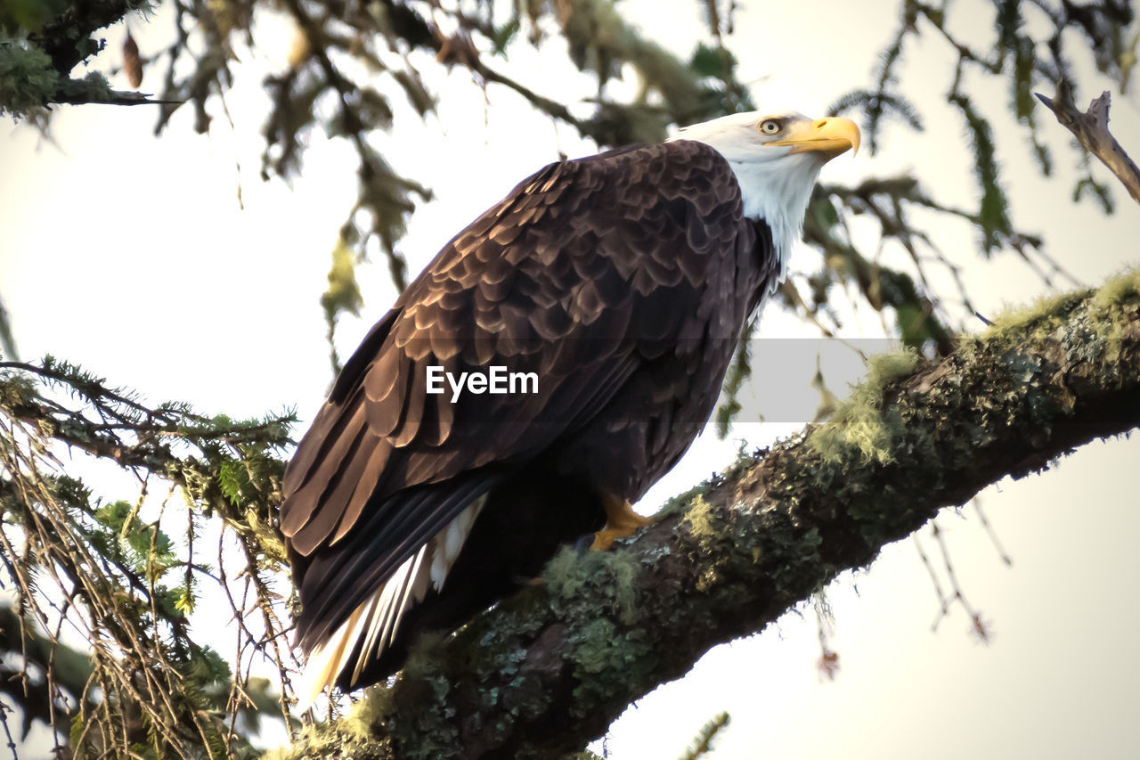 LOW ANGLE VIEW OF BIRD PERCHING ON TREE