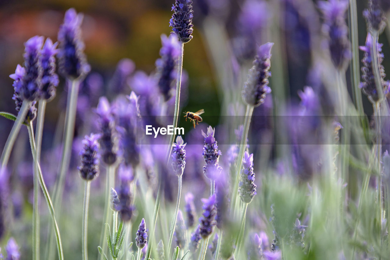 Close-up of bee pollinating on purple flowering plant 