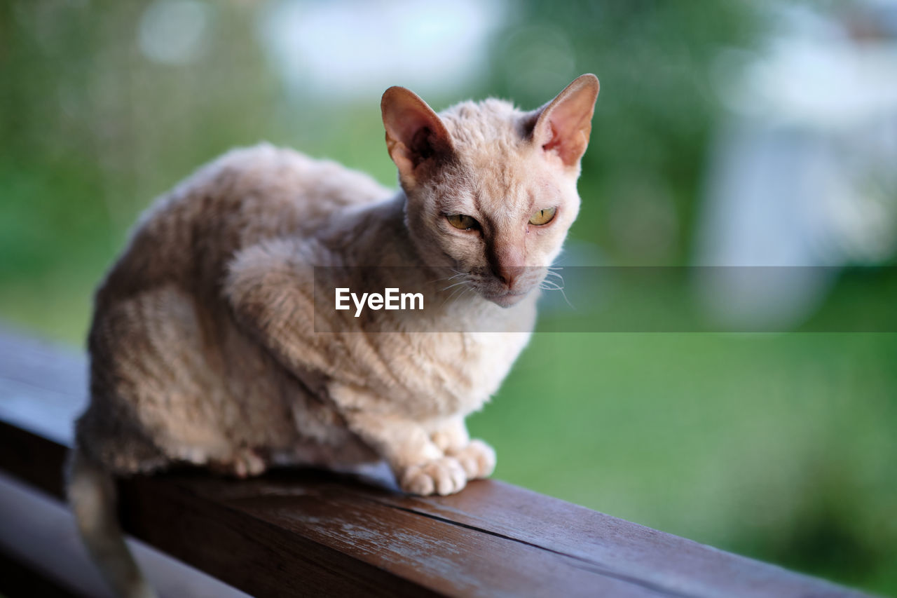 Adult cat of the cornish rex breed. fawn cat with a gaze sits on a wooden railing. selective focus.