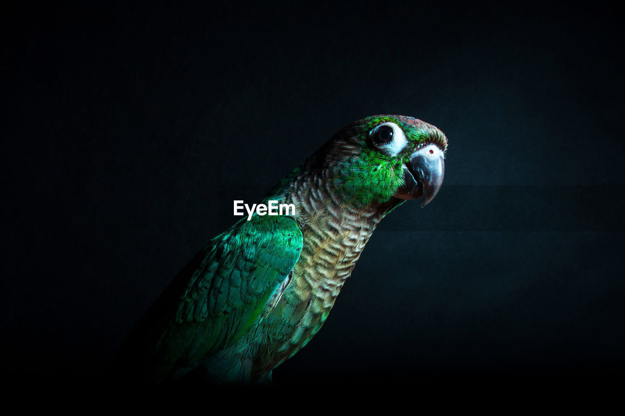 Close-up of parrot perching against black background