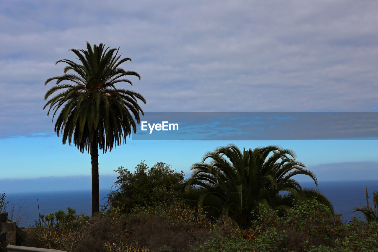 Palm trees by sea against sky