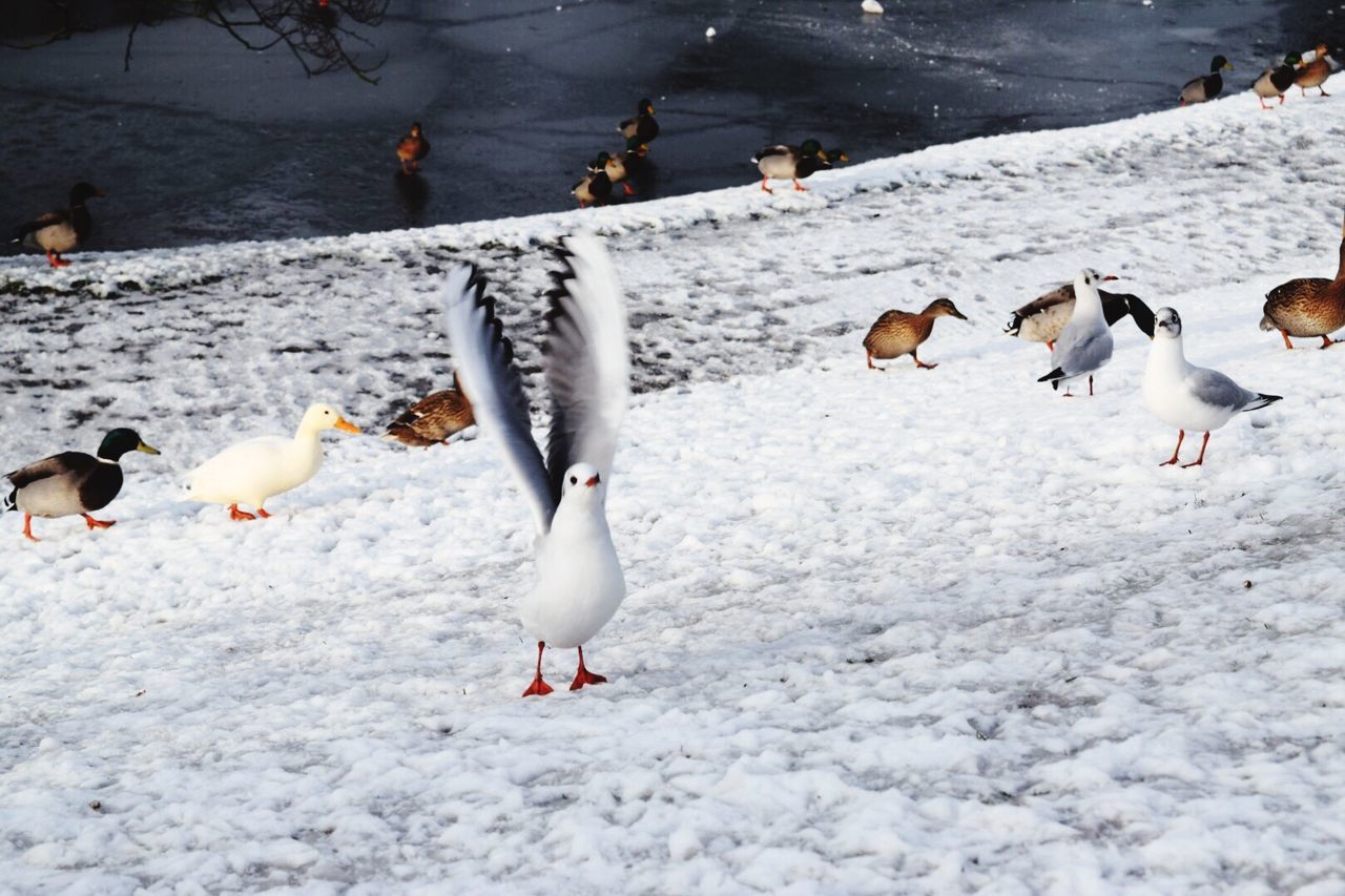 Birds on snowy landscape during winter