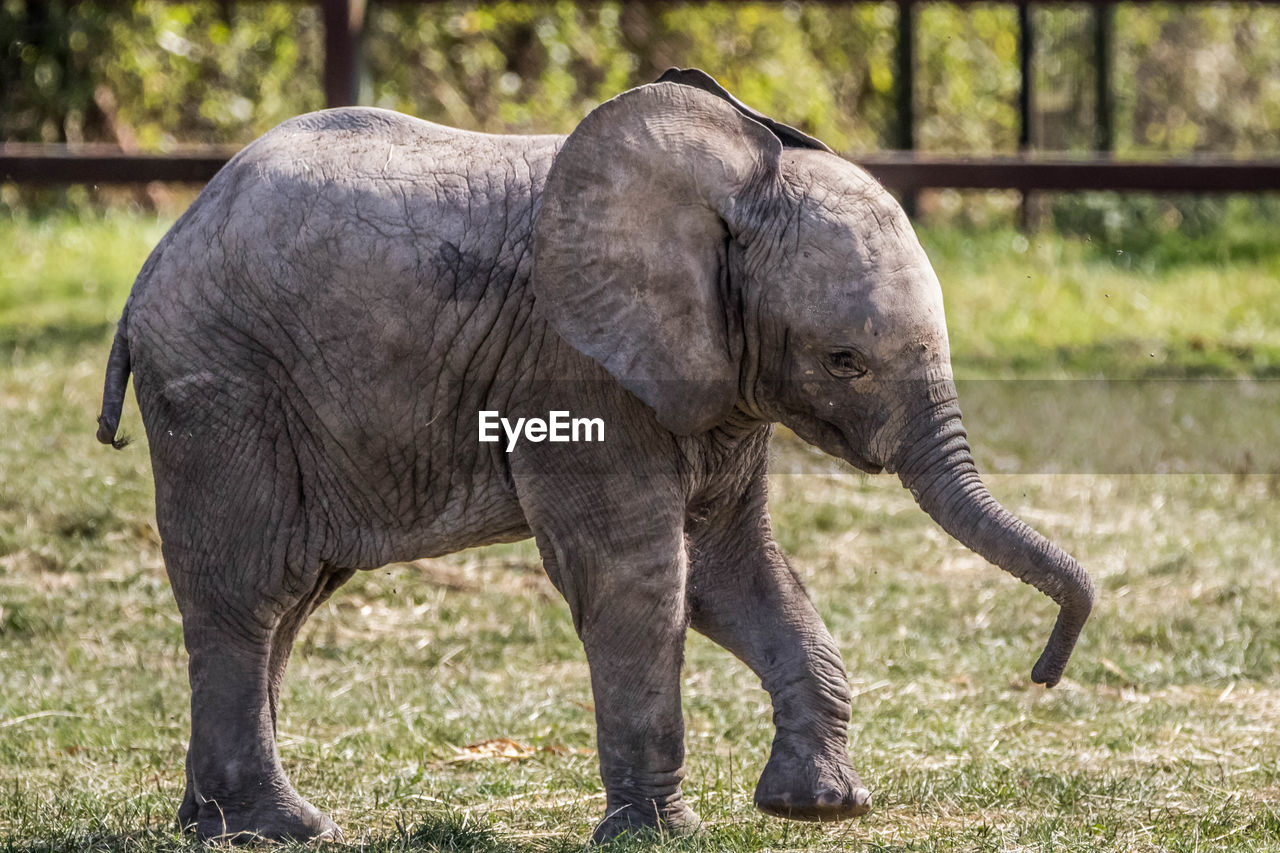 ELEPHANT IN A ZOO