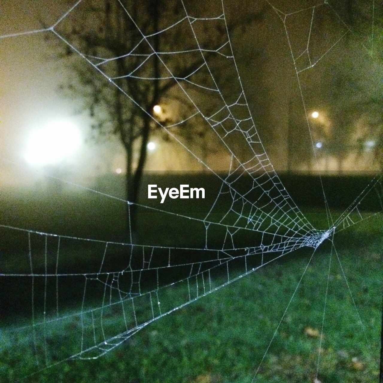CLOSE-UP OF SPIDER AND WEB AGAINST BLURRED BACKGROUND