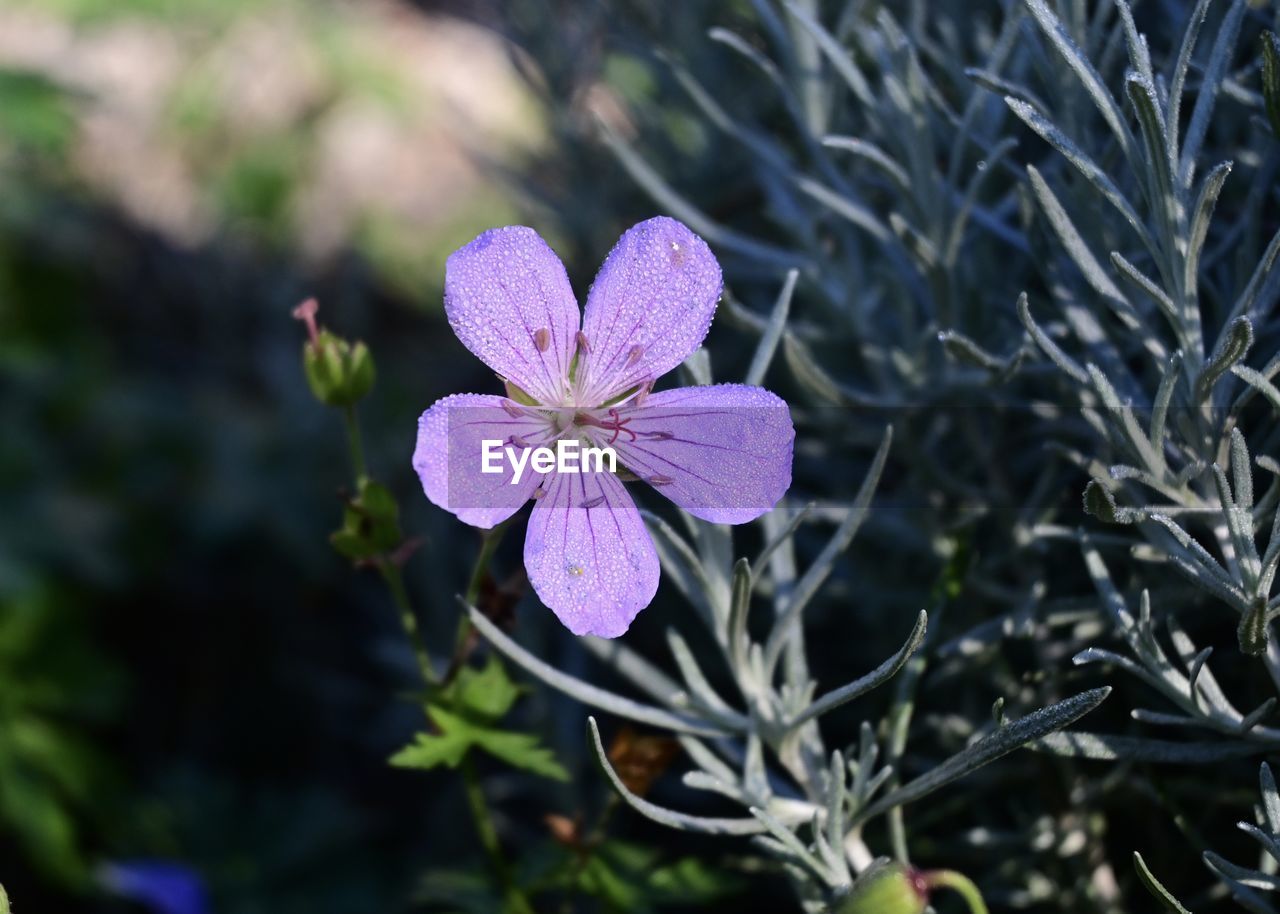 plant, flower, flowering plant, beauty in nature, freshness, nature, close-up, growth, pink, fragility, botany, purple, flower head, petal, inflorescence, plant part, no people, blossom, leaf, focus on foreground, wildflower, macro photography, outdoors, springtime, day, tree, medicine, shrub