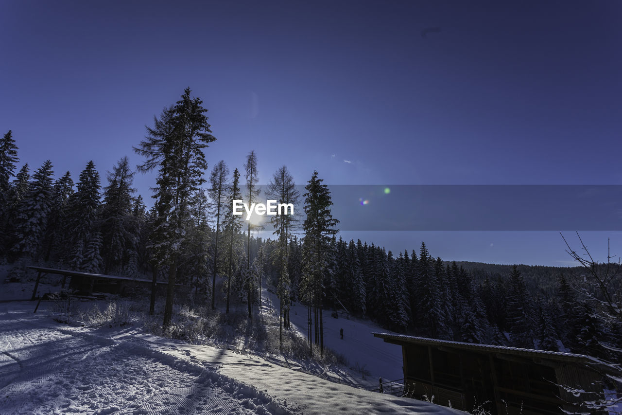 SNOW COVERED TREES AGAINST BLUE SKY