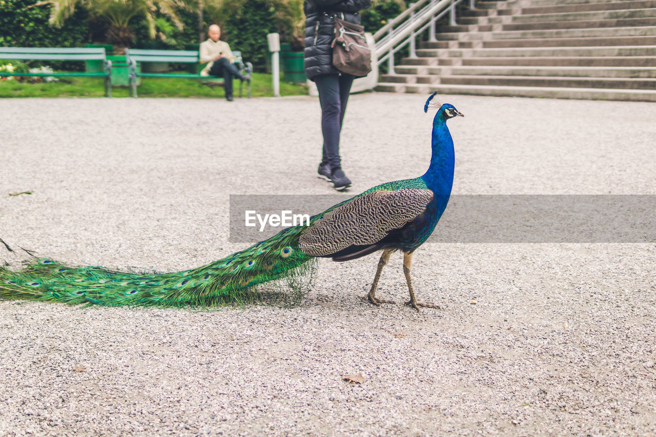 PEACOCK STANDING ON FIELD AGAINST STONE WALL