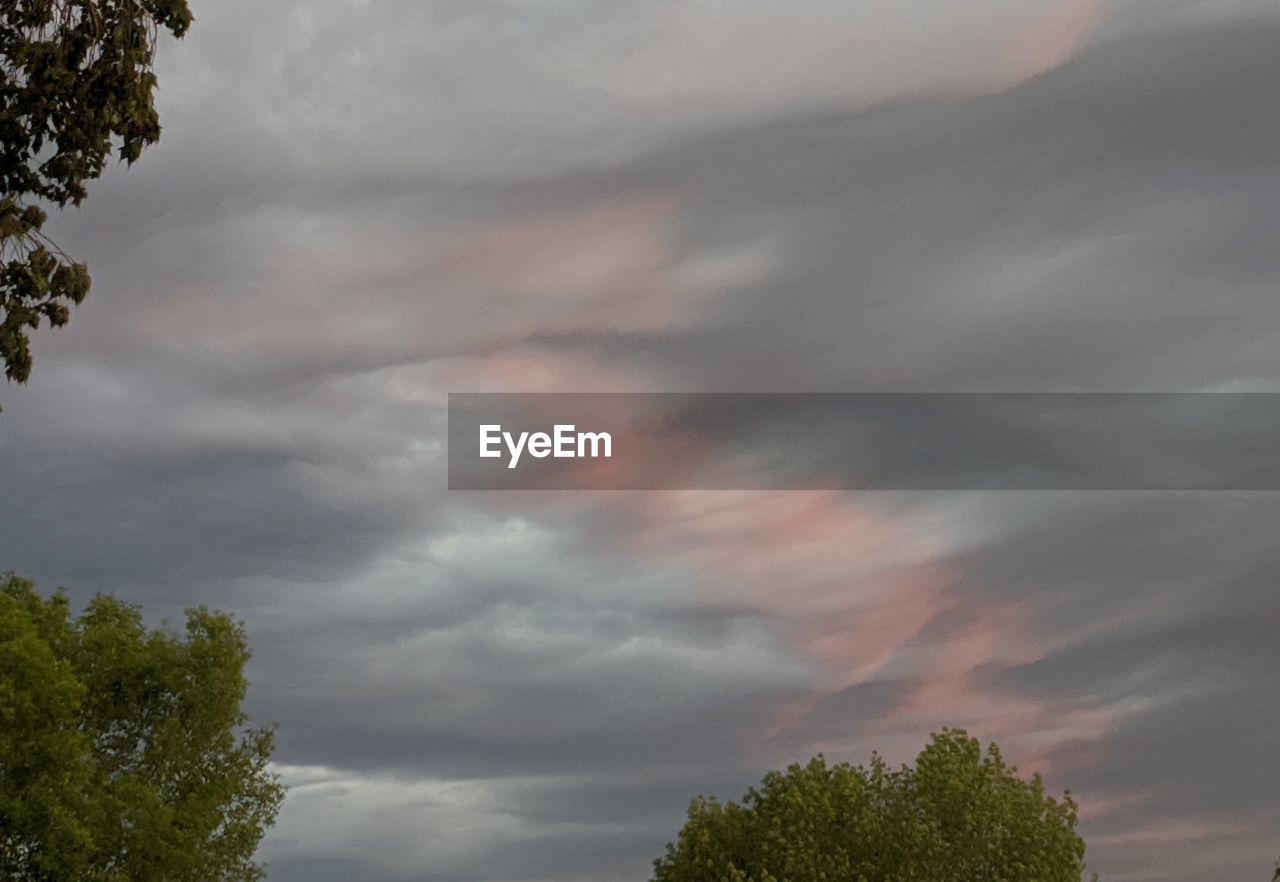 LOW ANGLE VIEW OF TREES AGAINST SKY