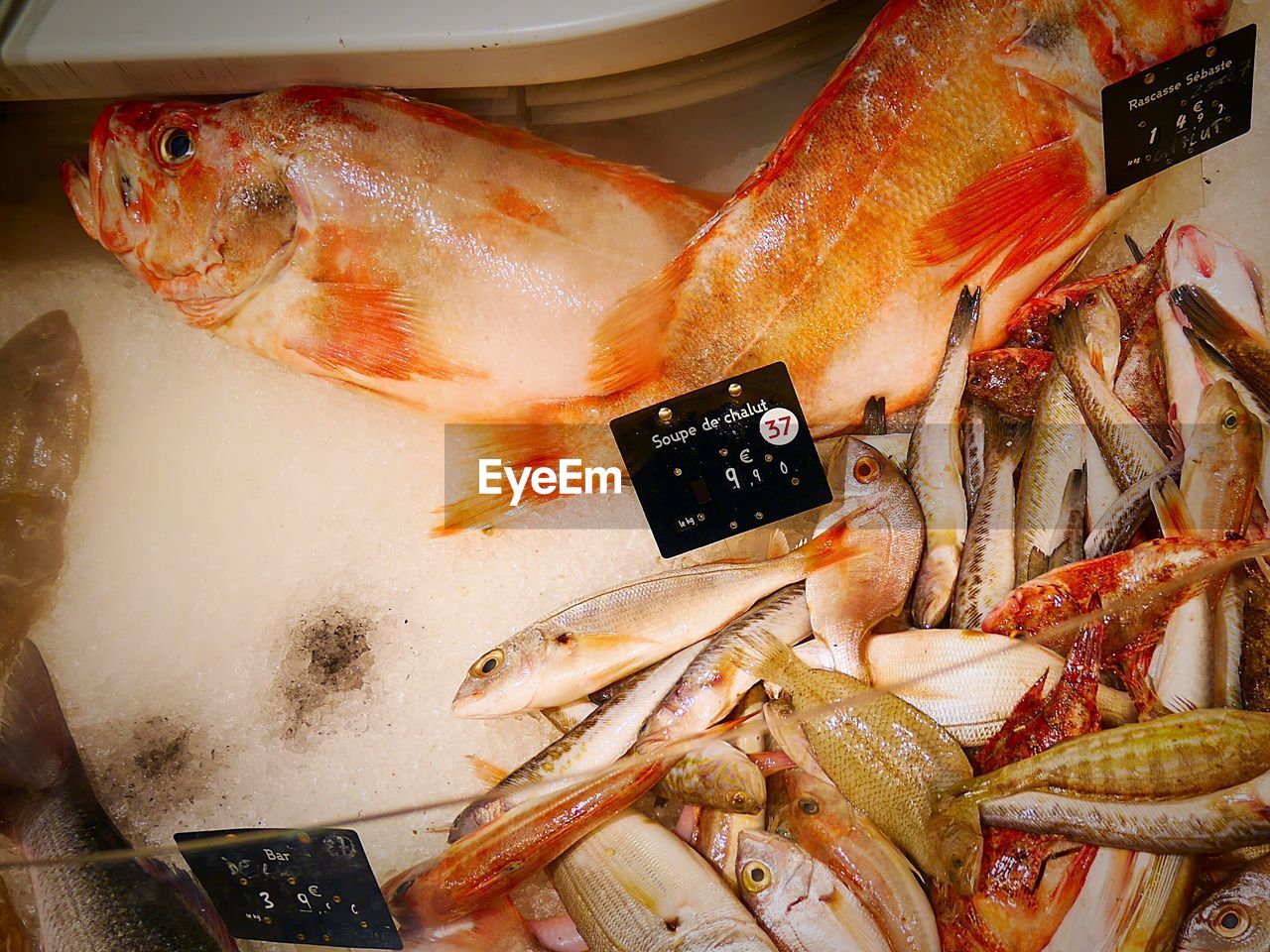 High angle view of various fishes on ice at display