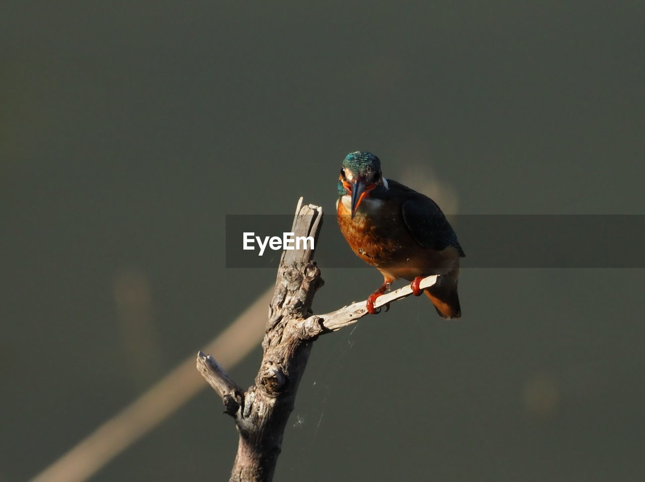 BIRD PERCHING ON TWIG