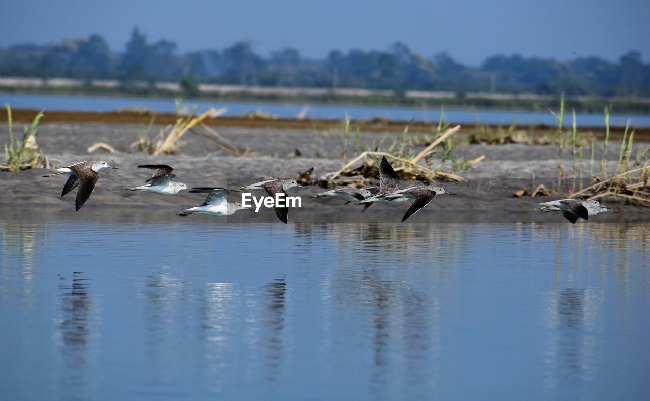 FLOCK OF BIRDS IN WATER