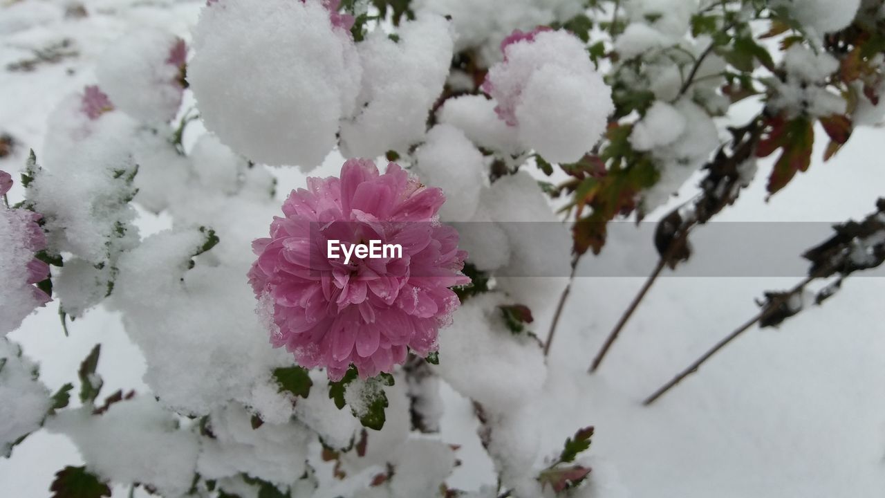 CLOSE-UP OF SNOW COVERED PLANTS