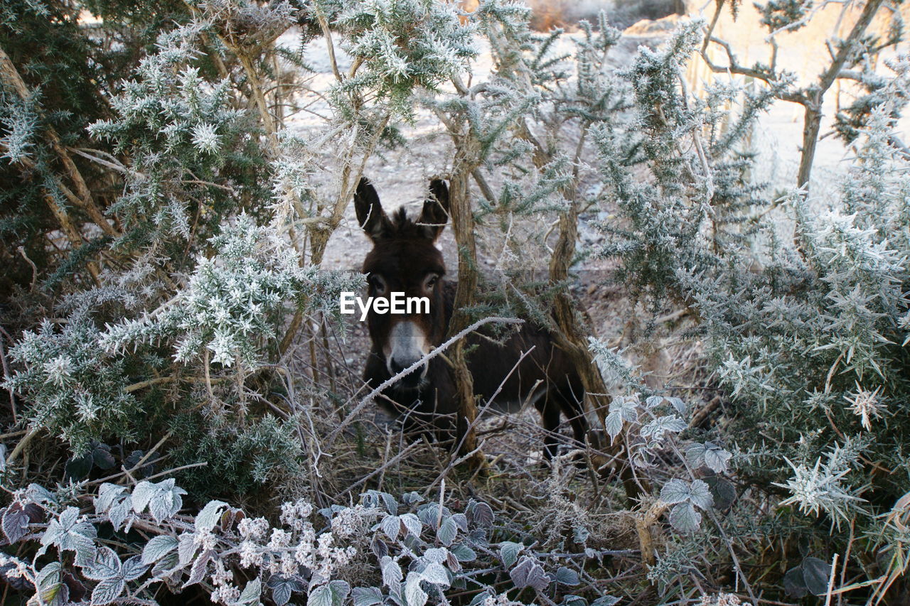 Donkey amidst plants