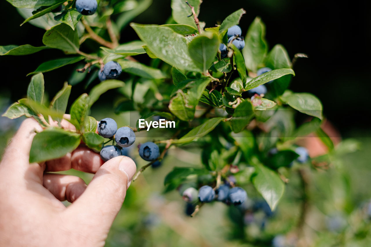 Hand picking blueberries from tree
