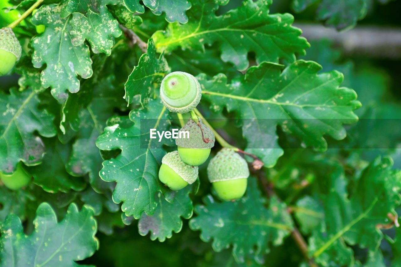 Close-up  oak leaves