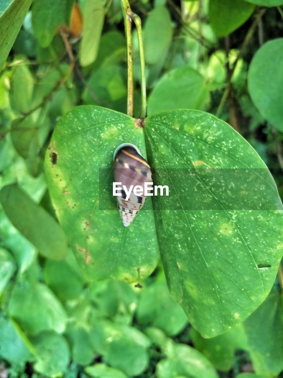 CLOSE-UP OF WET INSECT ON LEAF