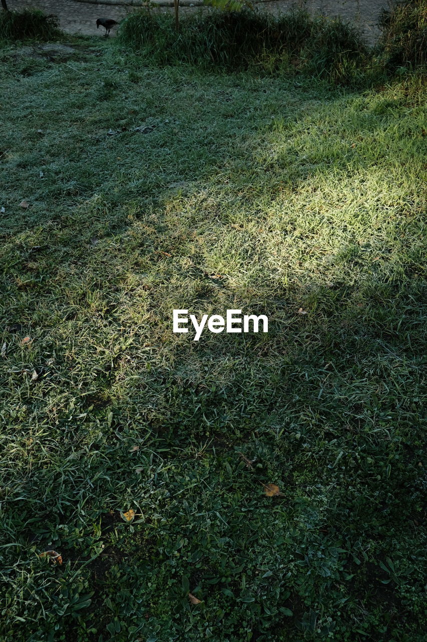 High angle view of plants growing on field