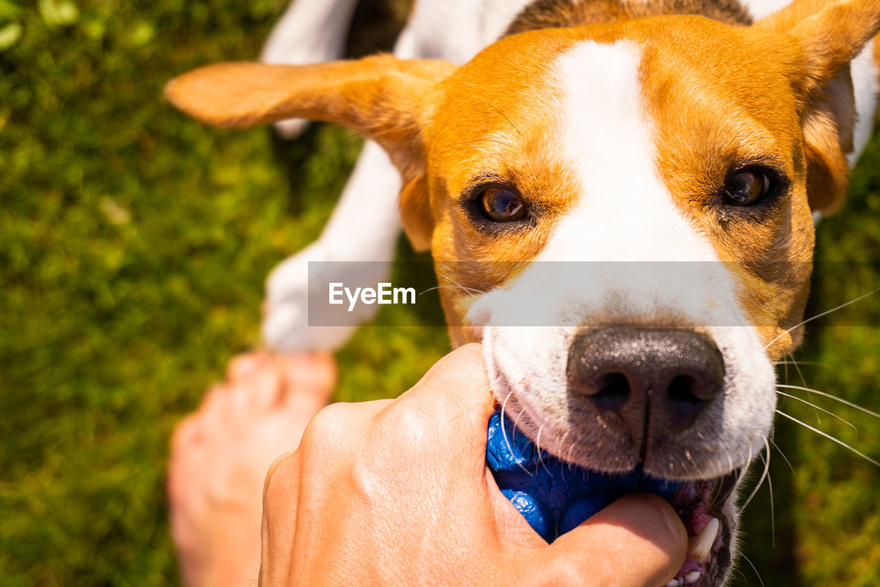 CLOSE-UP OF HAND HOLDING DOG WITH MOUTH OPEN