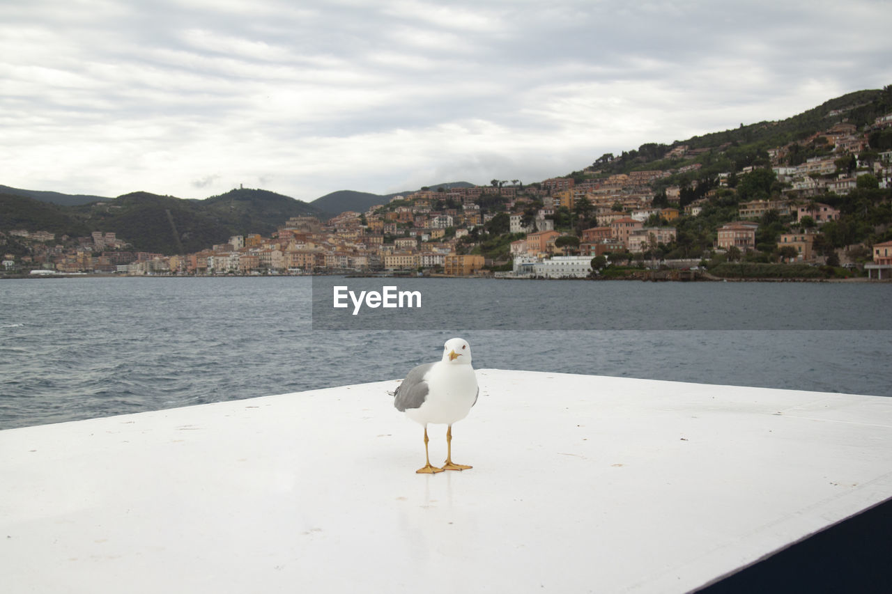 SEAGULL ON A SHORE