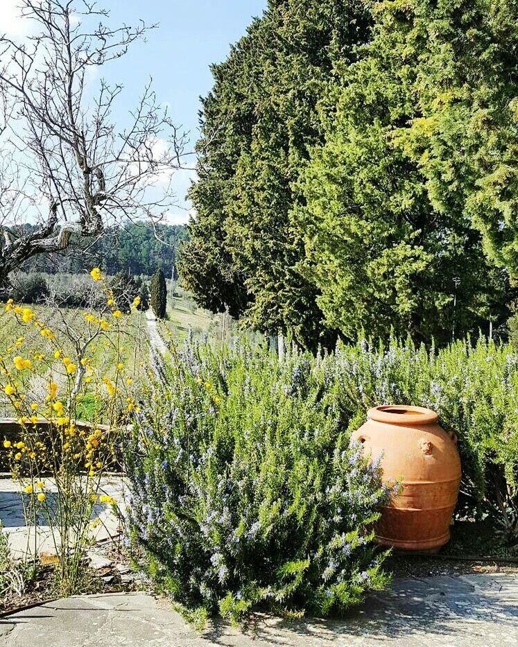 PLANTS GROWING ON TREE