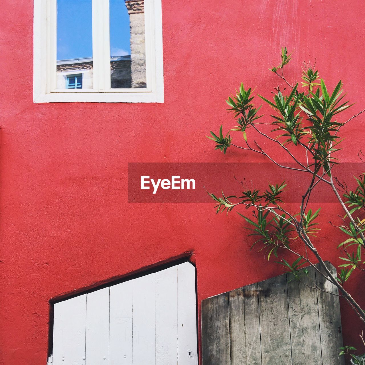 PLANTS GROWING ON WALL