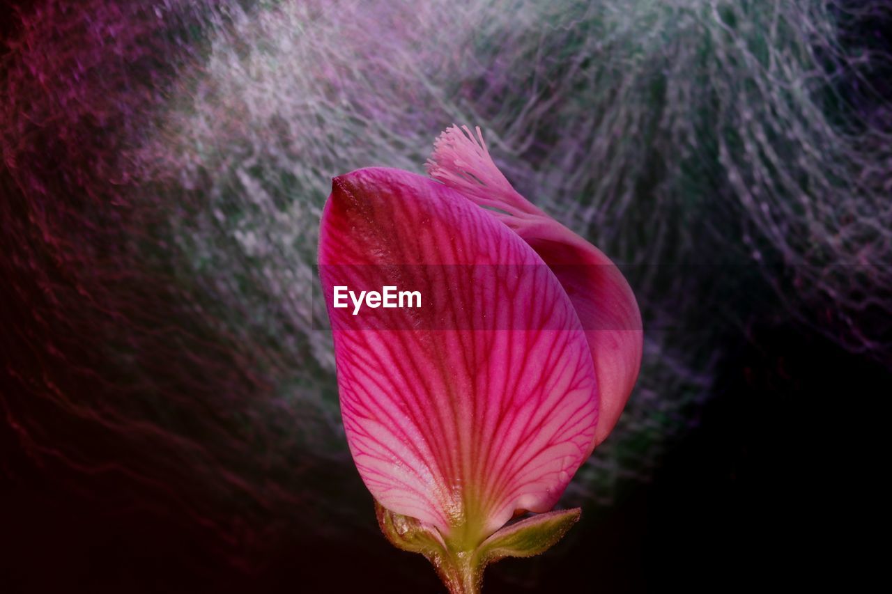 Close-up of pink hibiscus flower