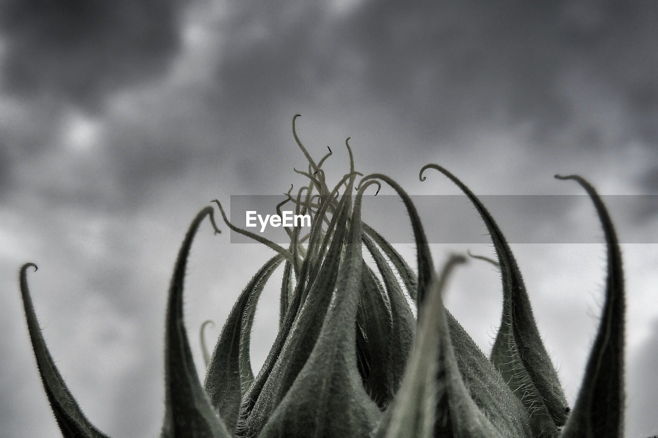 CLOSE-UP OF PLANTS AGAINST THE SKY