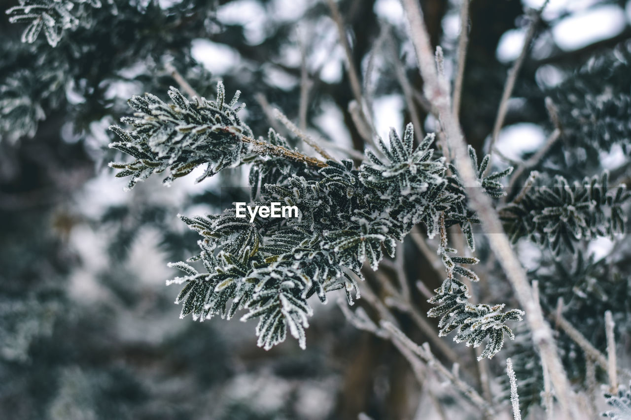 Close-up of pine tree during winter
